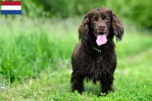 Read more about the article Criadores de Field Spaniel e cachorros nos Países Baixos