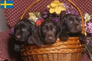 Read more about the article Criadores de Field Spaniel e cachorros na Suécia