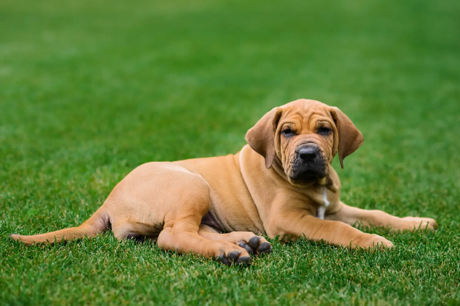 Comprar um filhote de Fila Brasileiro significa assumir responsabilidades! Comprar cachorros Fila Brasileiro.