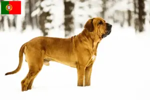 Read more about the article Fila Brasileiro criadores e cachorros em Portugal