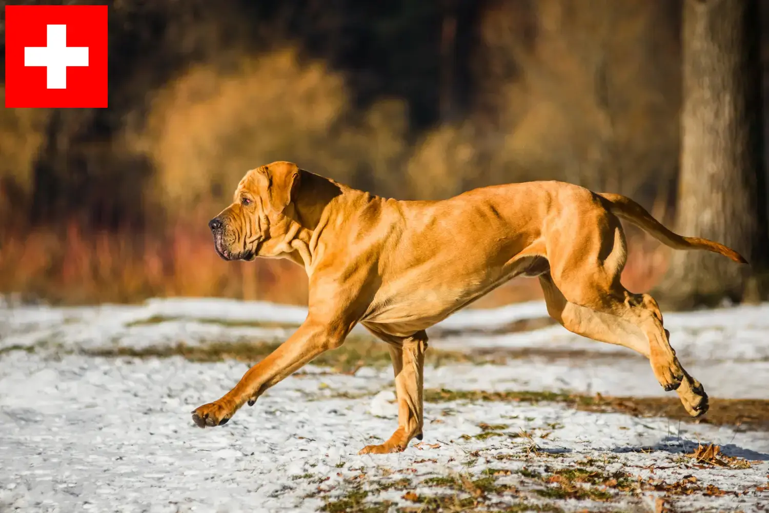 Read more about the article Fila Brasileiro criadores e cachorros na Suíça