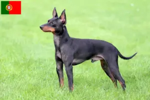 Read more about the article Criadores de Toy Terrier Inglês e cachorros em Portugal