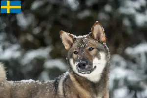 Read more about the article Criadores de Shikoku e cachorros na Suécia