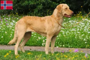 Read more about the article Criadores de Chesapeake Bay Retriever e cachorros na Noruega