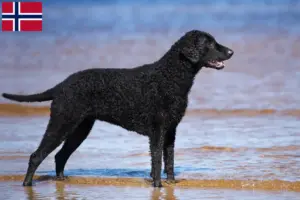 Read more about the article Criadores de Curly Coated Retriever e cachorros na Noruega