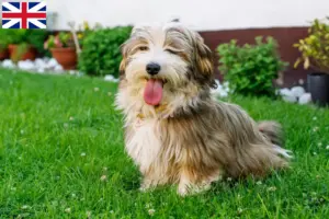 Read more about the article Criadores de Havanese e cachorros na Grã-Bretanha
