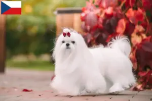 Read more about the article Criadores e cachorros de Maltês na República Checa