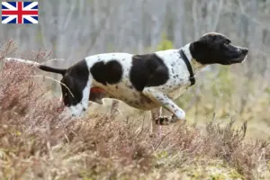 Read more about the article Criadores e cachorros de Pointer Inglês na Grã-Bretanha