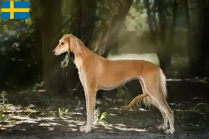 Read more about the article Criadores de saluki e cachorros na Suécia