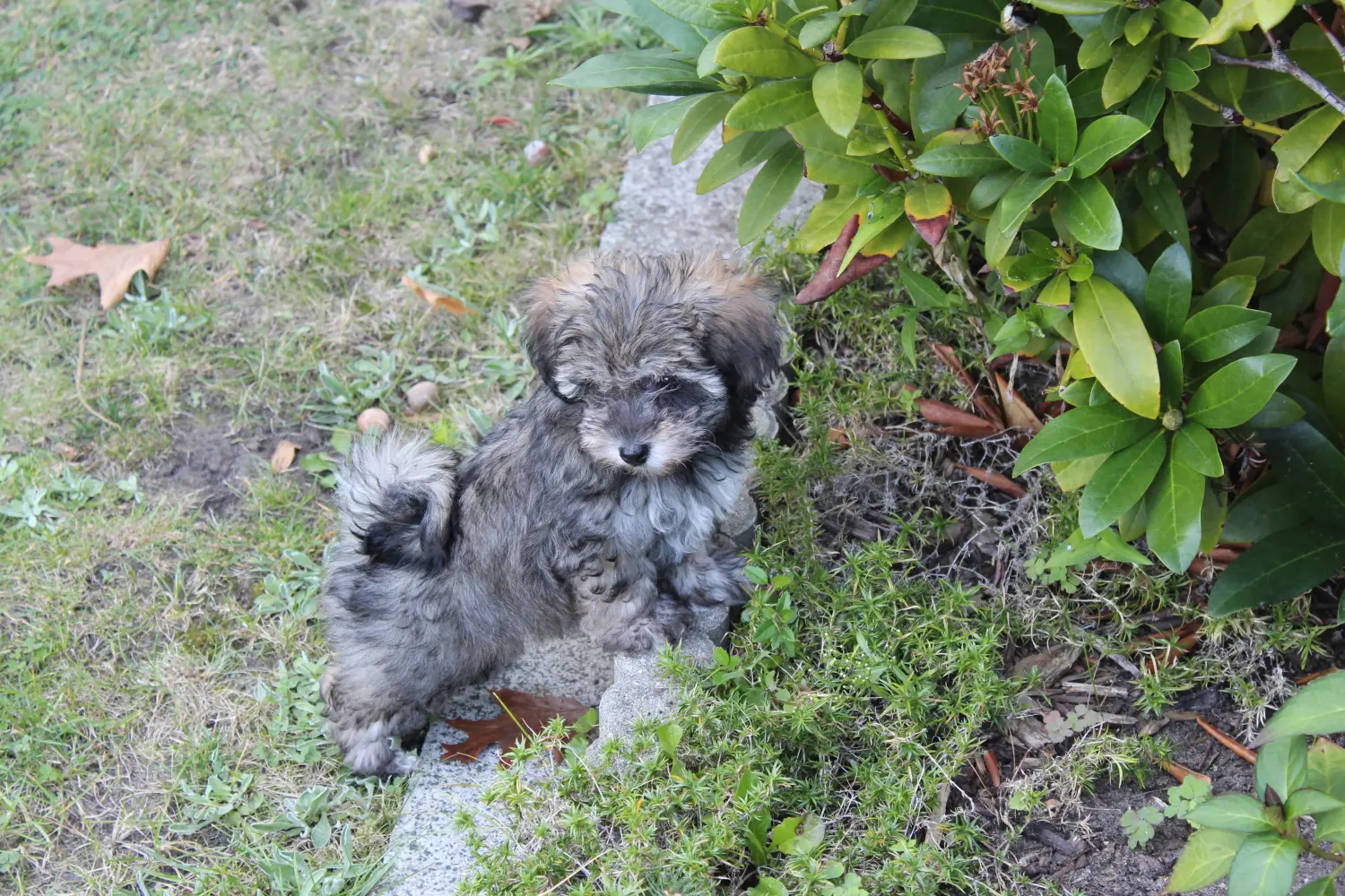 Comprar um cachorro Glen of Imaal Terrier irlandês significa assumir a responsabilidade! Comprar cachorros Glen of Imaal Terrier irlandeses.