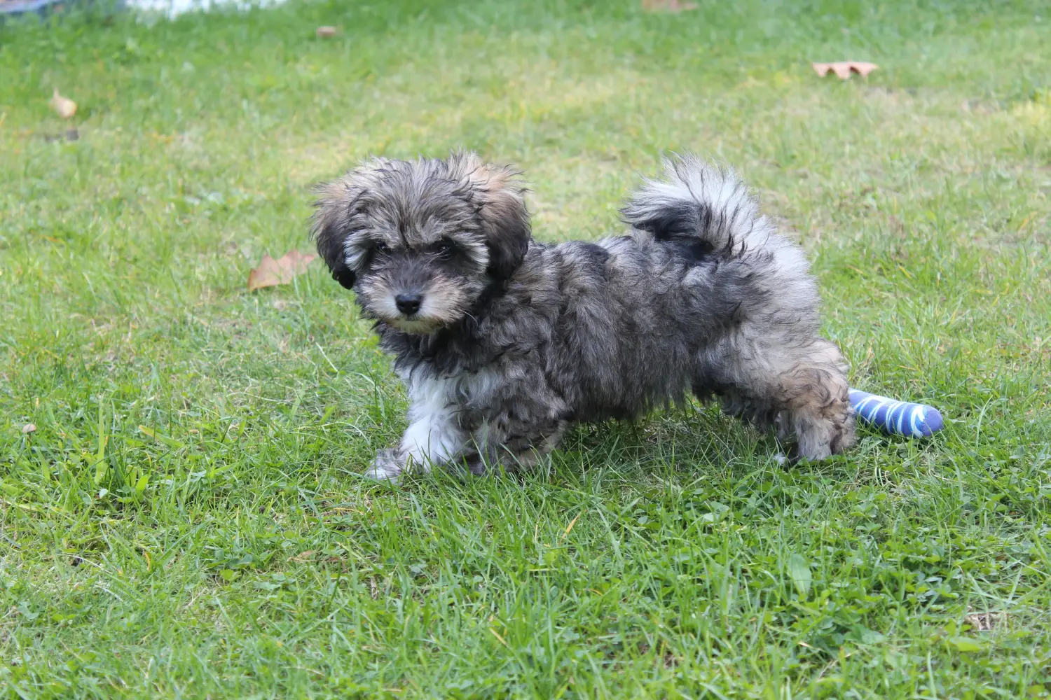 Comprar um cachorro Glen of Imaal Terrier irlandês significa assumir a responsabilidade! Comprar cachorros Glen of Imaal Terrier irlandeses.