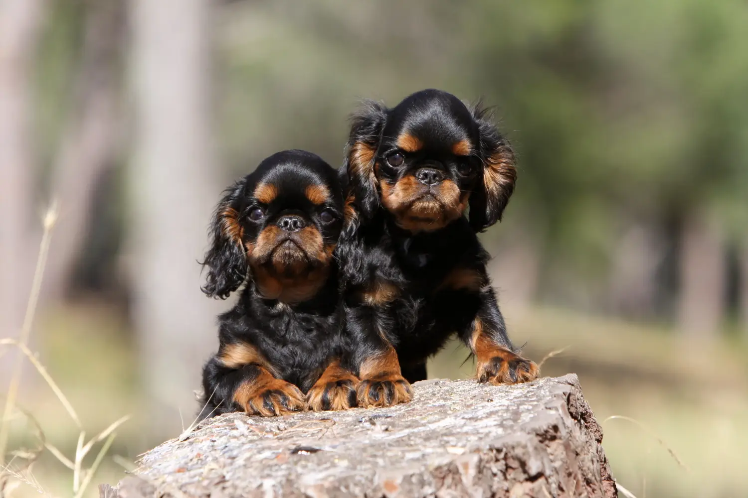 Comprar um cachorro King Charles Spaniel significa assumir responsabilidades! Comprar cachorros King Charles Spaniel.