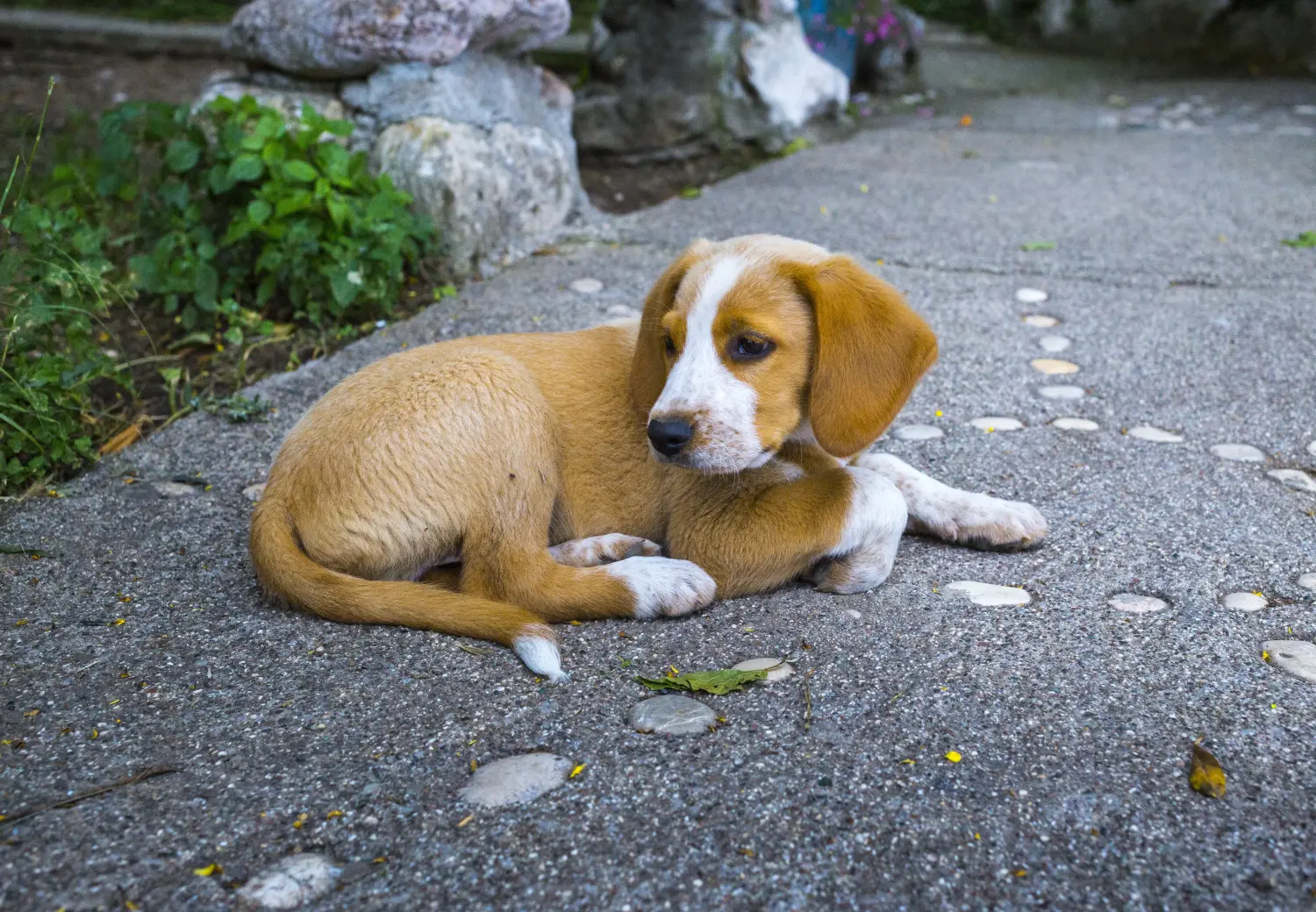 Comprar um cachorro Pinscher austríaco significa assumir a responsabilidade! Comprar cachorros Pinscher austríacos.