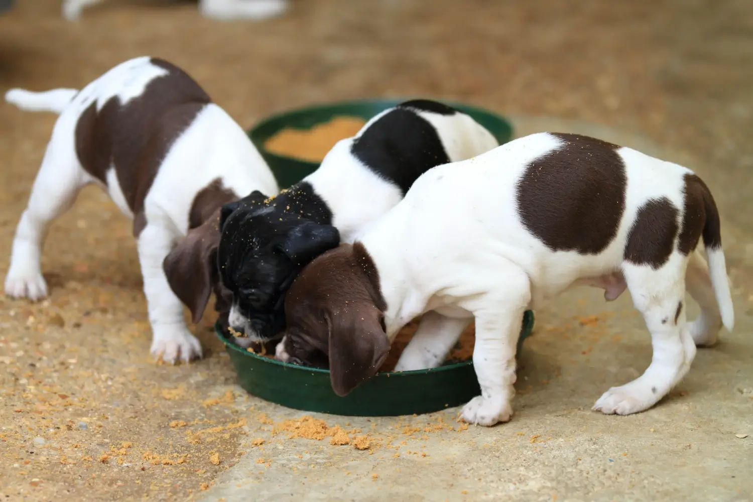 Comprar um cachorro Pointer Inglês significa assumir a responsabilidade! Comprar cachorros Pointer inglês.