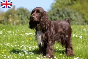 Read more about the article Criadores de Field Spaniel e cachorros na Grã-Bretanha