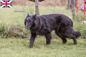 Read more about the article Criadores de cães de pastor belga e cachorros no Reino Unido