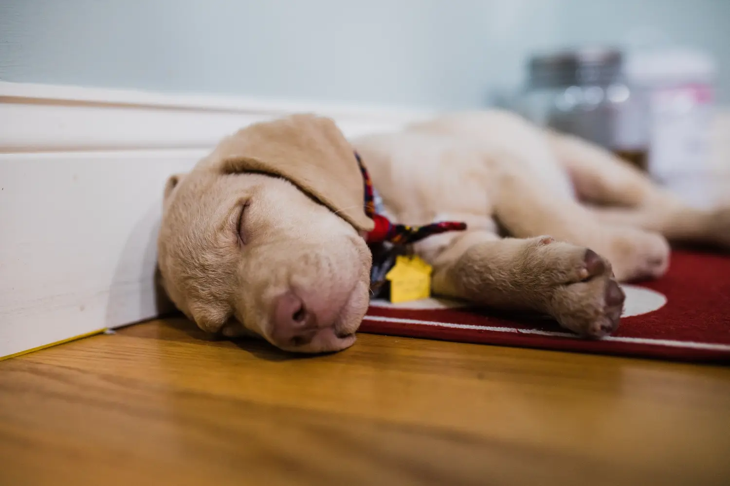 Comprar um cachorro Chesapeake Bay Retriever significa assumir responsabilidades! Comprar cachorros Chesapeake Bay Retriever.
