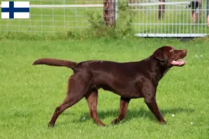 Read more about the article Criadores de Labrador e cachorros na Finlândia