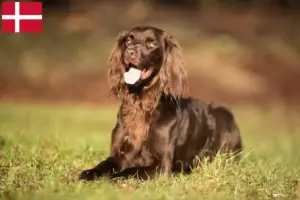 Read more about the article Criadores de pelo comprido alemão e cachorros na Dinamarca