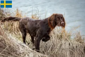 Read more about the article Criadores de pelo comprido alemão e cachorros na Suécia