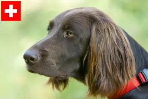 Read more about the article Criadores de pelo comprido alemão e cachorros na Suíça