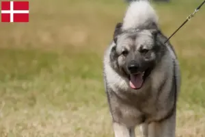 Read more about the article Criadores de Elkhound Norueguês e cachorros na Dinamarca