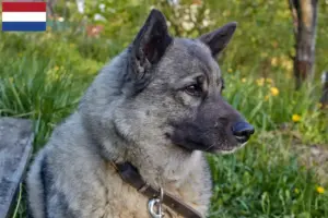 Read more about the article Criadores de Elkhound Norueguês e cachorros nos Países Baixos