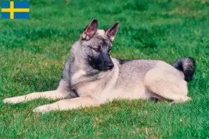 Read more about the article Criadores de Elkhound Norueguês e cachorros na Suécia