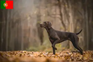 Read more about the article Criadores de pelo curto alemão e cachorros em Portugal