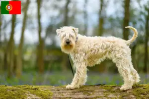 Read more about the article Criadores e cachorros de Irish Soft Coated Wheaten Terrier em Portugal