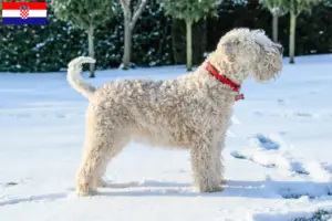 Read more about the article Criadores e cachorros de Irish Soft Coated Wheaten Terrier na Croácia
