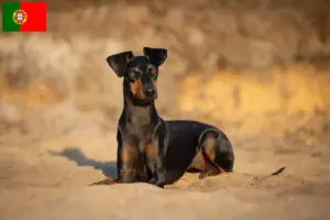 Read more about the article Criadores de Manchester Terrier e cachorros em Portugal