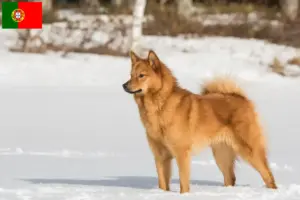 Read more about the article Criadores de Finnspitz e cachorros em Portugal