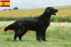 Read more about the article Criadores de Flat Coated Retriever e cachorros em Espanha