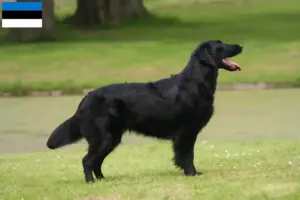 Read more about the article Criadores de Flat Coated Retriever e cachorros na Estónia