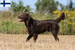 Read more about the article Criadores de Flat Coated Retriever e cachorros na Finlândia