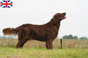 Read more about the article Criadores de Flat Coated Retriever e cachorros na Grã-Bretanha