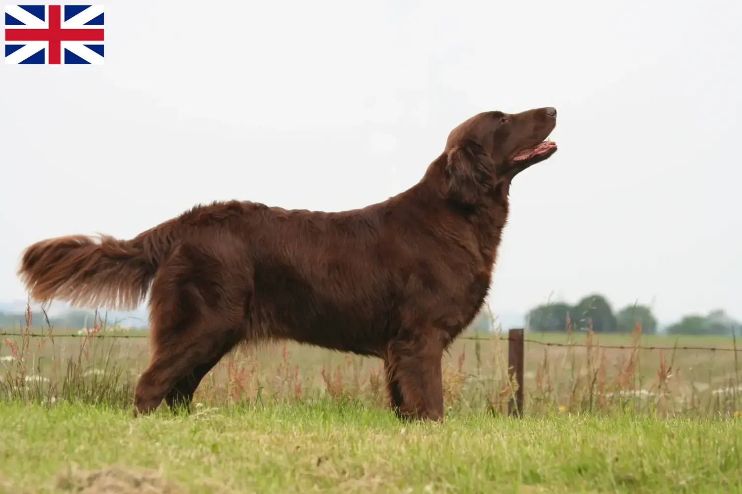 Read more about the article Criadores de Flat Coated Retriever e cachorros na Grã-Bretanha