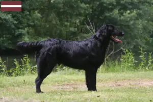 Read more about the article Criadores de Flat Coated Retriever e cachorros na Letónia