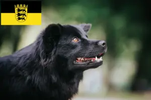 Read more about the article Criadores de Lapphund sueco e cachorros em Baden-Württemberg