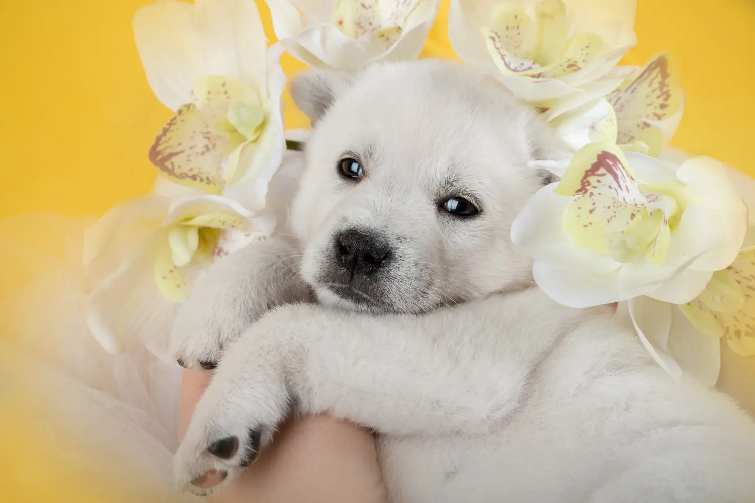 Comprar um cachorro Kishu significa assumir a responsabilidade! Comprar cachorros Kishu.