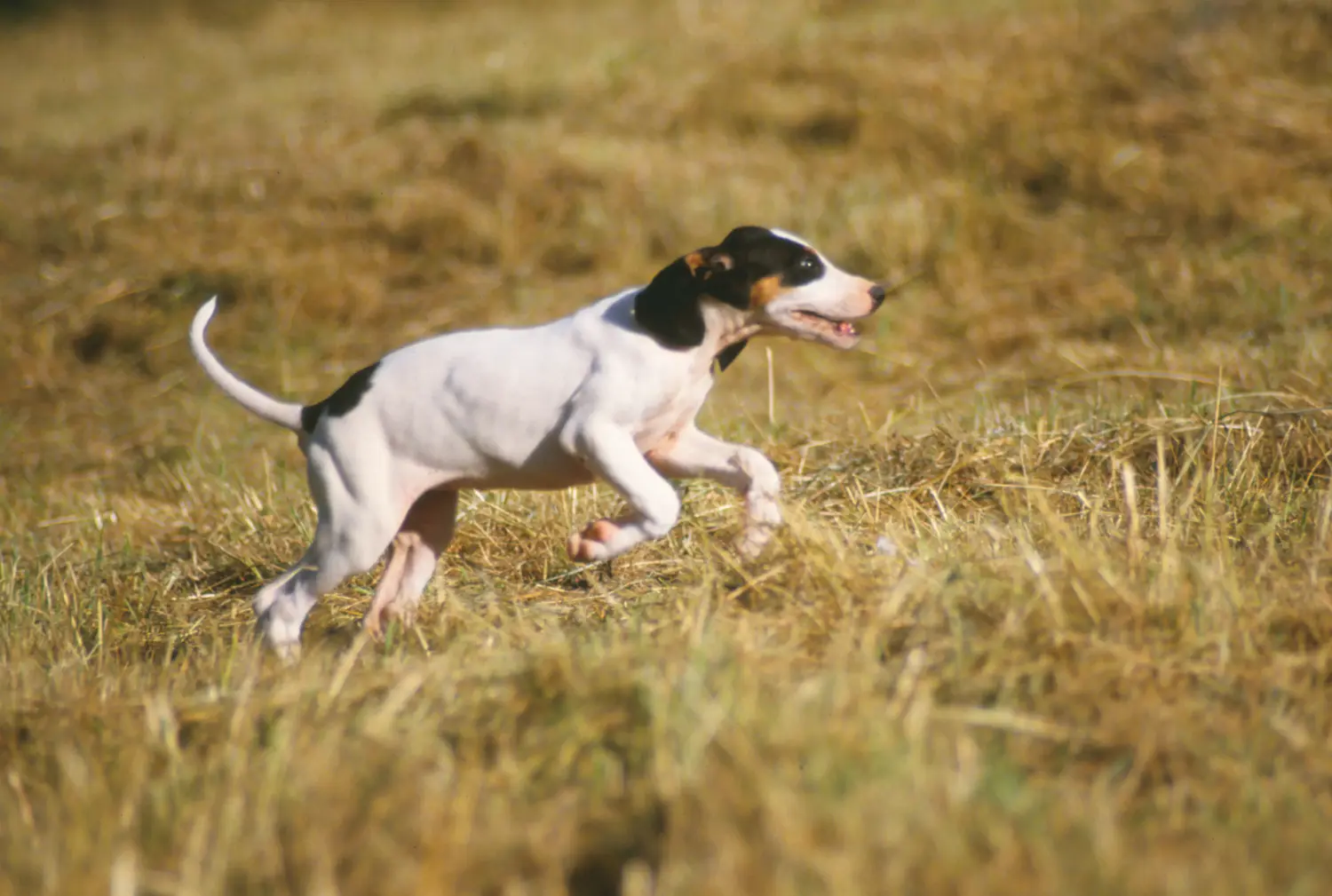 Comprar um cachorro Ariégeois é assumir uma responsabilidade! Comprar cachorros Ariégeois.
