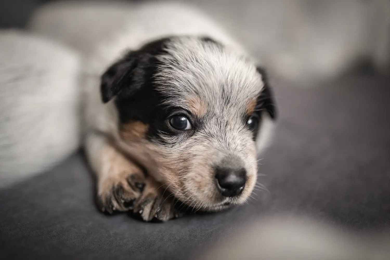 Comprar um cachorro Australian Cattle Dog significa assumir a responsabilidade! Comprar cachorros Australian Cattle Dog.
