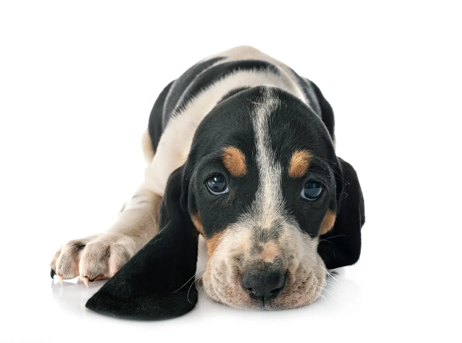 Comprar um cachorro de Swiss hound significa assumir a responsabilidade! Comprar cachorros Swiss hound.