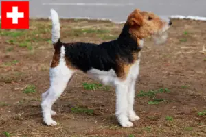 Read more about the article Criadores de Fox Terrier e cachorros na Suíça
