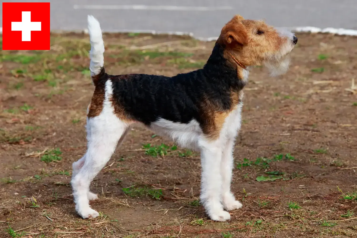 Fox Terrier cachorros e criadores Suíça Aqui pode encontrar criadores de Fox Terrier na Suíça.