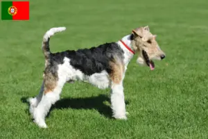 Read more about the article Fox Terrier criadores e cachorros em Portugal