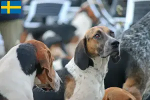 Read more about the article Criadores de Foxhound Inglês e cachorros na Suécia