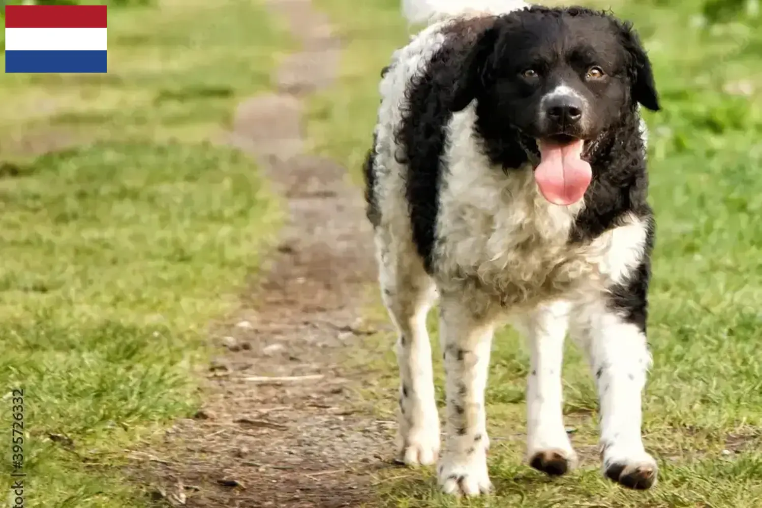 Read more about the article Criadores de cães de água frísios e cachorros nos Países Baixos