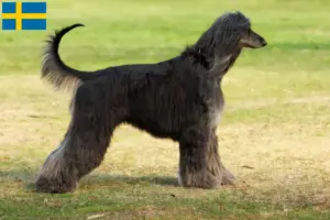 Read more about the article Criadores de galgos afegãos e cachorros na Suécia